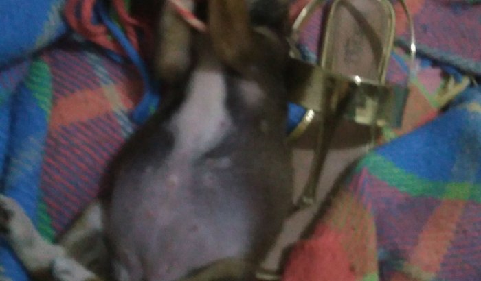 cachorro