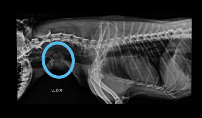Cirurgia e quimioterapia da Lolla