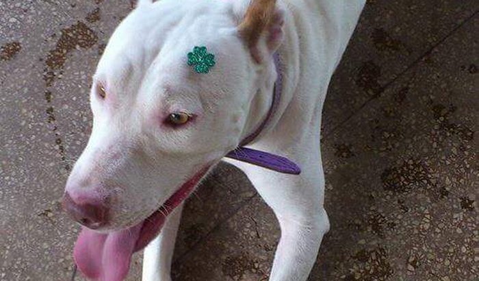 Dafine - A pitbull surda e dócil 
