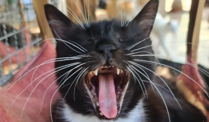 Reparos URGENTES no abrigo dos 230 GATINHOS