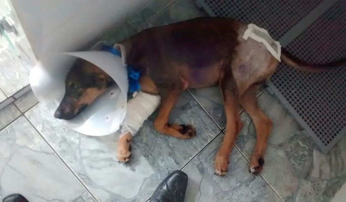 Recuperação de cão atropelado