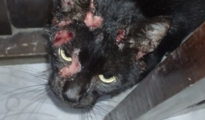 Doação p/ajudar gato machucado!!!