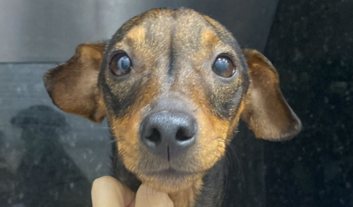 Cadeirinha de rodas pet para Shoyu