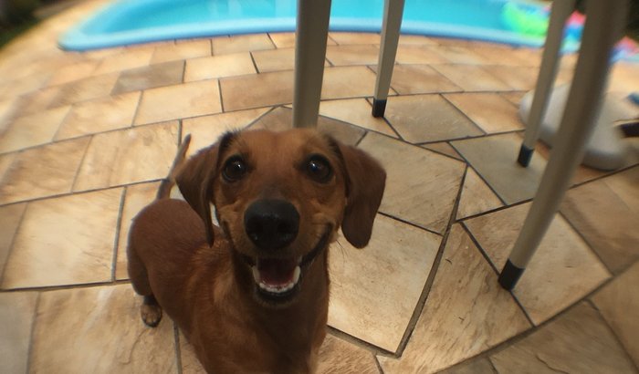 Ajude a Nala!