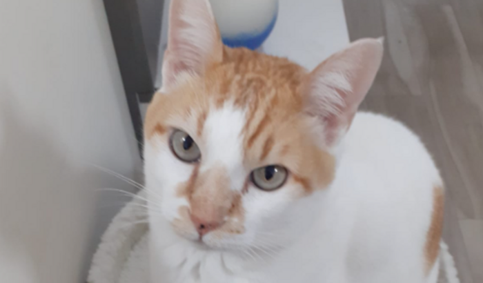 Fisioterapia do Gatinho Neguinho