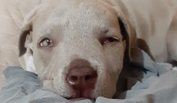 Tratamento Akira - American Bully