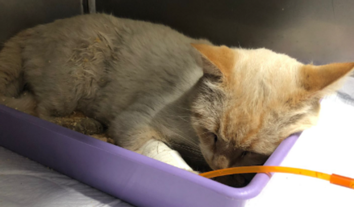 Ajuda para o Gatinho Encontrado