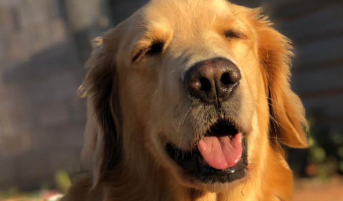 AJUDE A MEL VOLTAR ANDAR