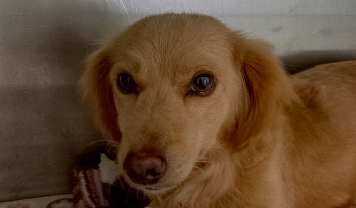 Tratamento para tvt da "Alice"