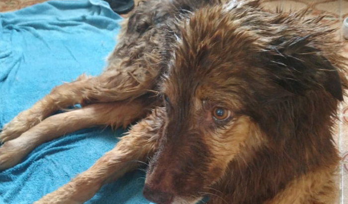 Custos de internação Jhonnie Walker