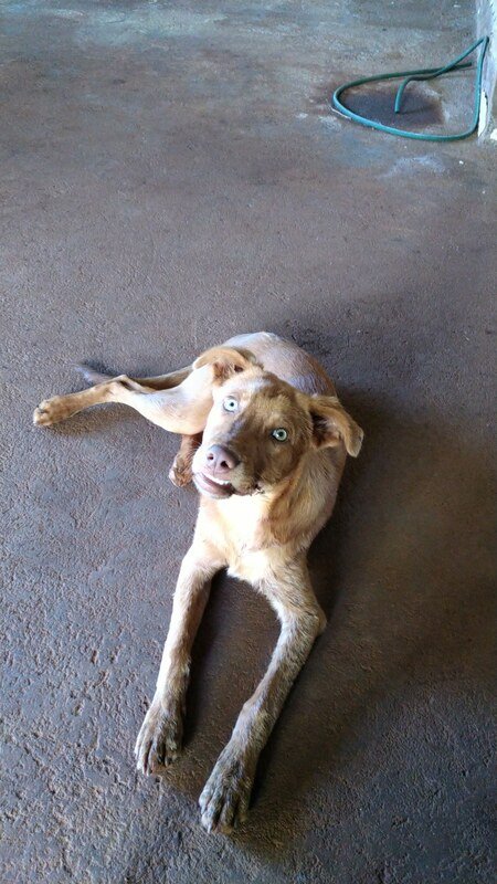 Cachorro corte na boca