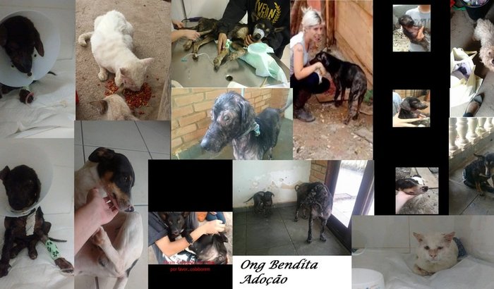 Ajuda Animais Resgatados  Desapropriação pela Ong Bendita Adoção