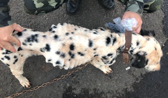 Dálmata vítima de maus tratos 