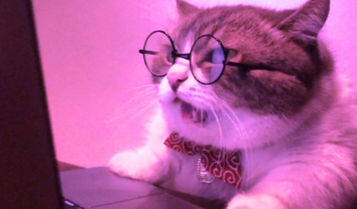*meow* Me ajude a realizar meu sonho <(^w^)>