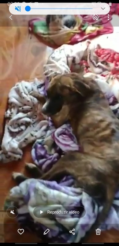 Cachorro suspeita de parvovirose 