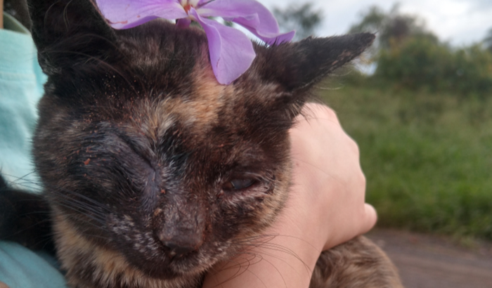 Ajude um gatinho cego