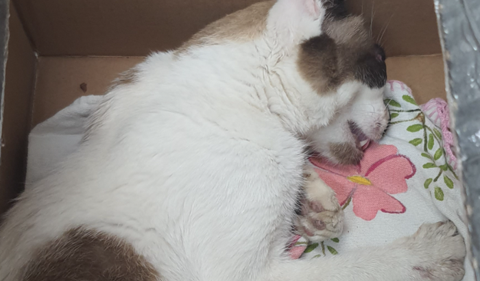 Nos ajude a salvar a Lua