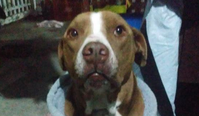 Zeus meu Pitbull que foi defender sua irmã Pintadinha de outros dois Pitbulls e faleceu.