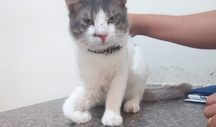 Cirurgia do Gatinho Júlio