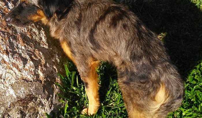 Lar para cães de rua