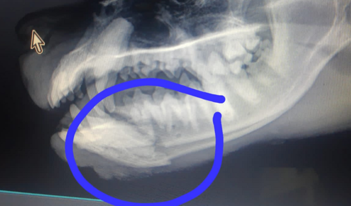 Cirurgia do BEBEZÃO