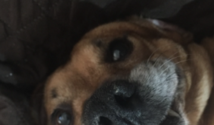 Ajude a Ong com ração 