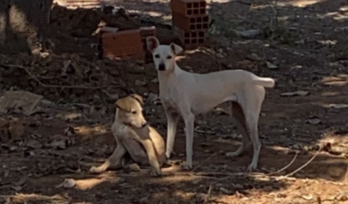 Cachorros Abandonados