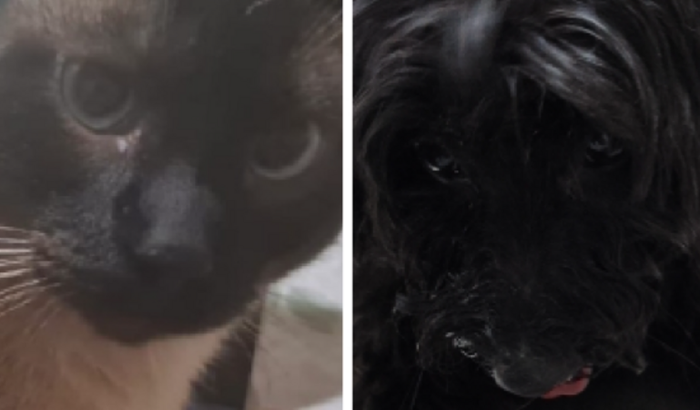 Veterinário Hades e Sindy