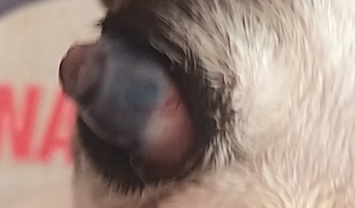 Ajudar a pagar veterinário e salvar o olho da jade