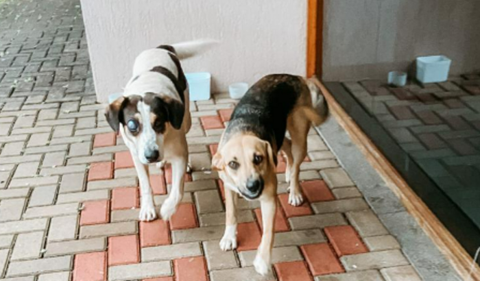 Ajuda para 2 cães abandonados em Brochier PRINCESA E GORDO