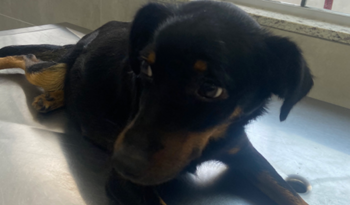 Ajuda pra salvar os filhotes da Cadelinha Pretinha