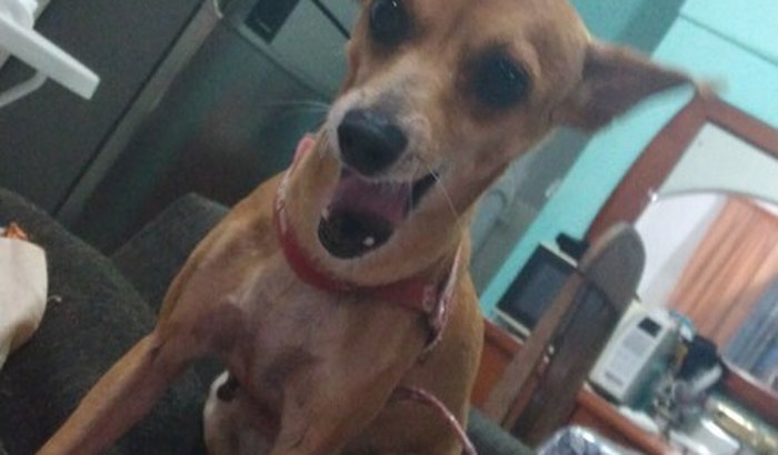 Vaquinha Em Prol a Recuperação da Mel