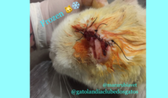 TRATAMENTO CÂNCER DE PELE / CARCINOMA DA GATINHA FROZEN