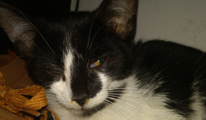 Ajuda para internar meu gato