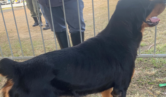 Gastos com veterinário para o Zeus