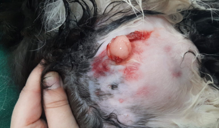 AJUDA PRA CIRURGIA DA MARGOT