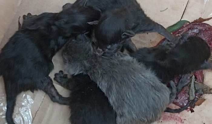 Gatinhos precisam de ajuda!