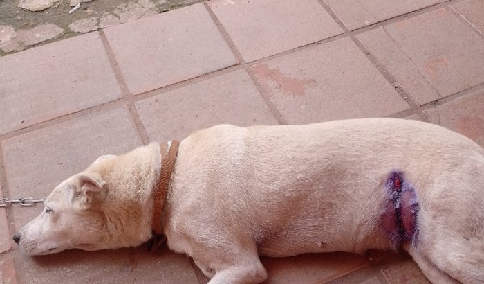 Ajudem Bela se recuperar de uma cirurgia