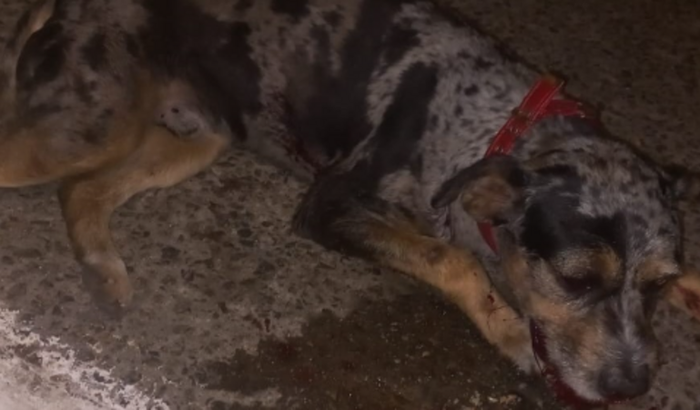 Vaquinha Para o Cachorro Roberto