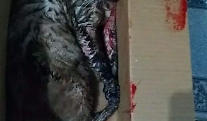 Gatinho atropelado