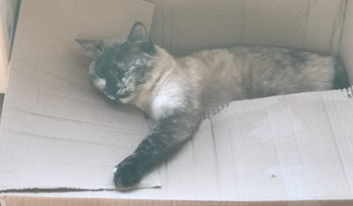 Ajuda para Cirurgia da Cindy