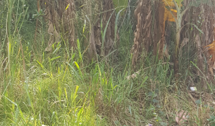 Construção da Casa de Axé