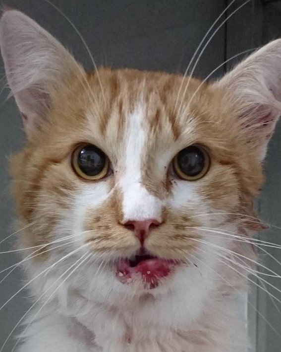 imagem da vaquinha Ajude o gatinho Dean !