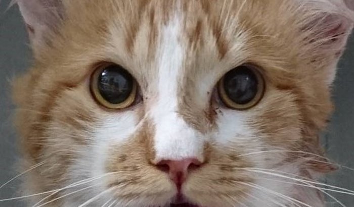 Ajude o gatinho Dean !