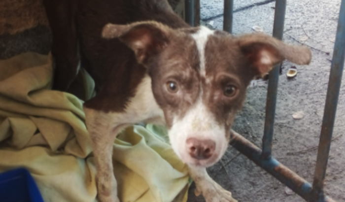 Vamos ajudar o cão abandonado do bequinho Abigail Rabelo-Cubango
