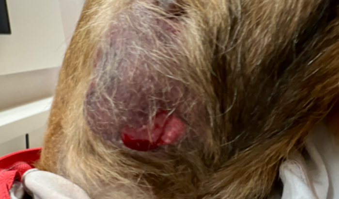 Ajudar a Filó a vencer um câncer