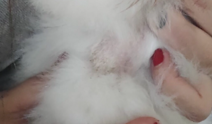 Ajuda para tratar a dermatite severa do Simba