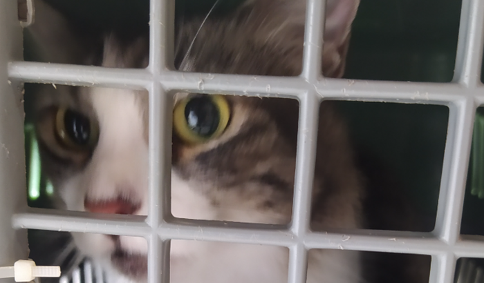 Mel - Cálculo Renal