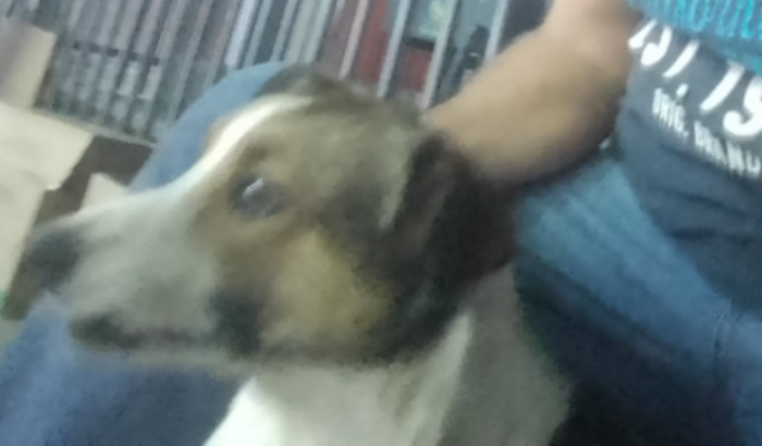 Castração para adoção