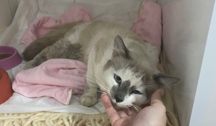Cirurgia Para o Gatinho Mufasa 